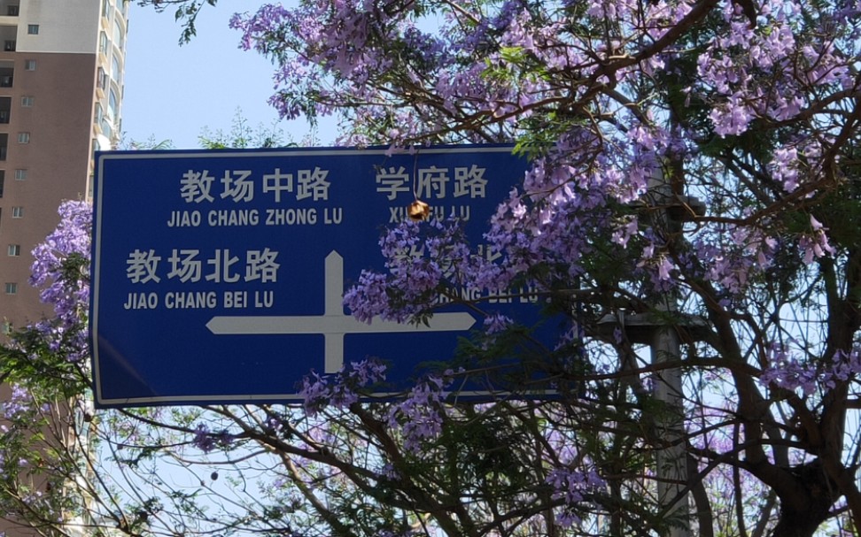 昆明教场中路的蓝花楹开花啦!