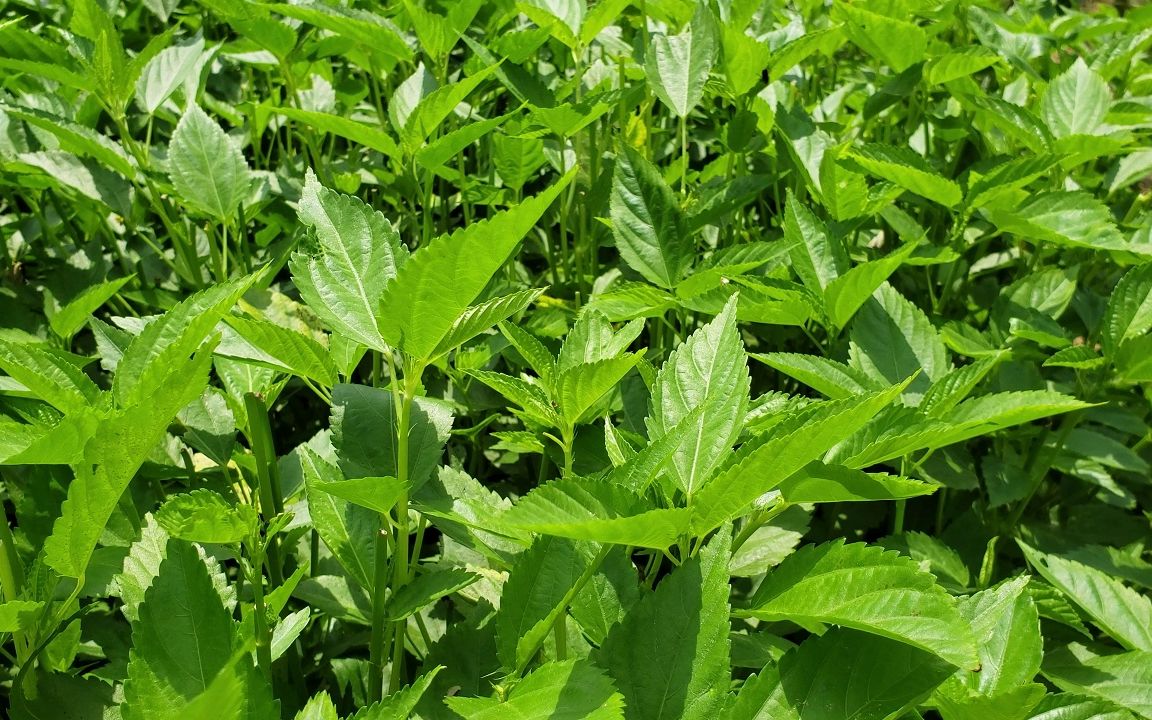 麻叶菜的功效(麻叶菜的功效大揭秘)