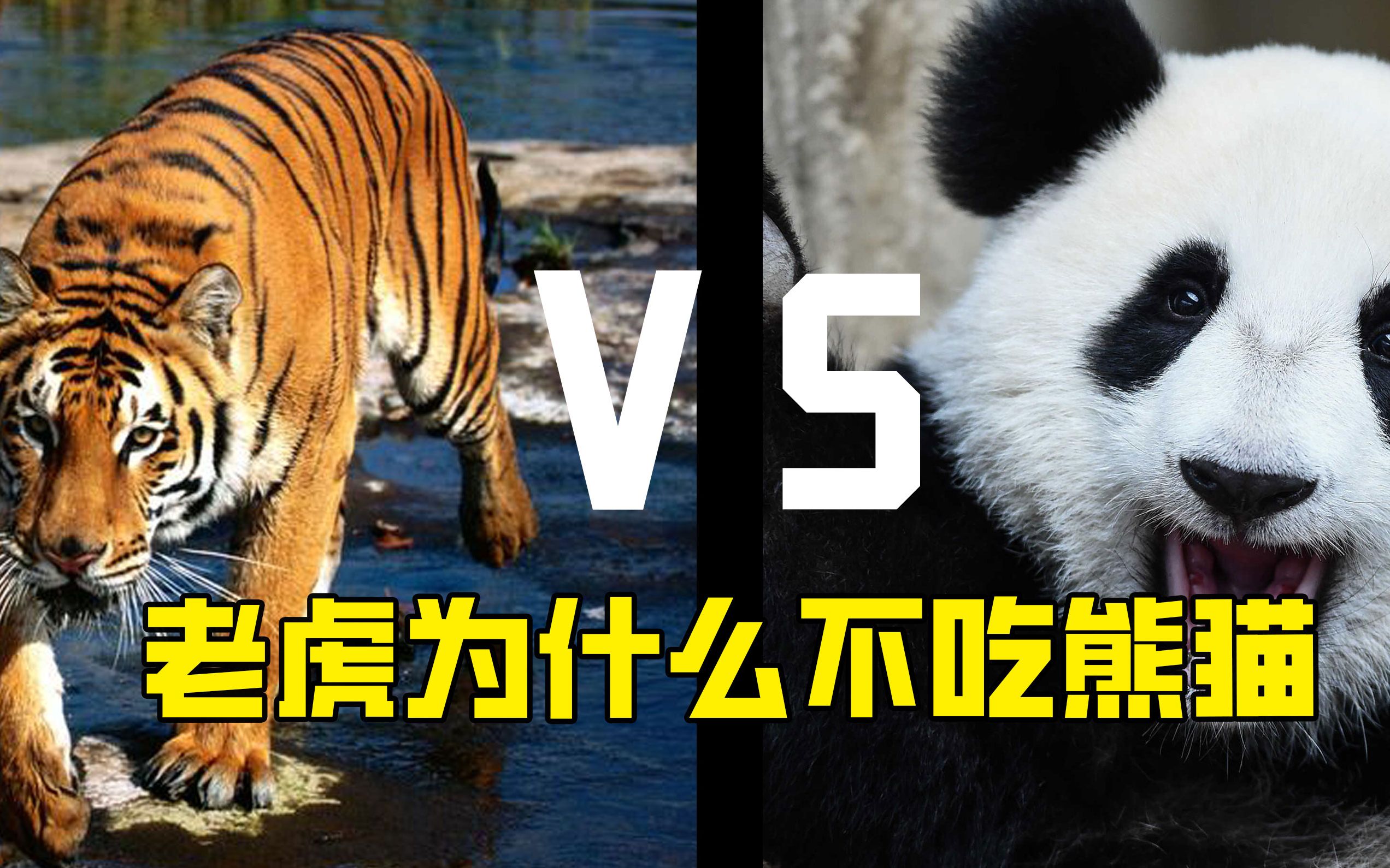 老虎为什么不吃大熊猫?是因为打不过吗?真相真的绝了