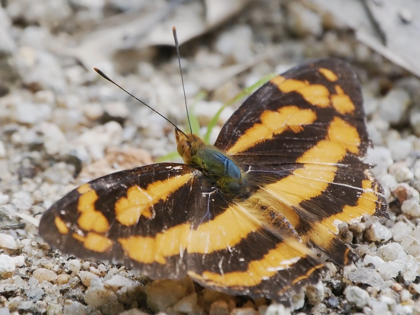 【行为图鉴】散纹盛蛱蝶 成虫