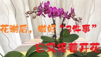 蝴蝶兰花谢后别急着剪花梗 这样养一养 长出粗壮副花梗 哔哩哔哩 Bilibili