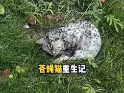 Download Video: “蝇虫的判决书，却被爱神的风吹走了”#流浪猫救助 #感动瞬间