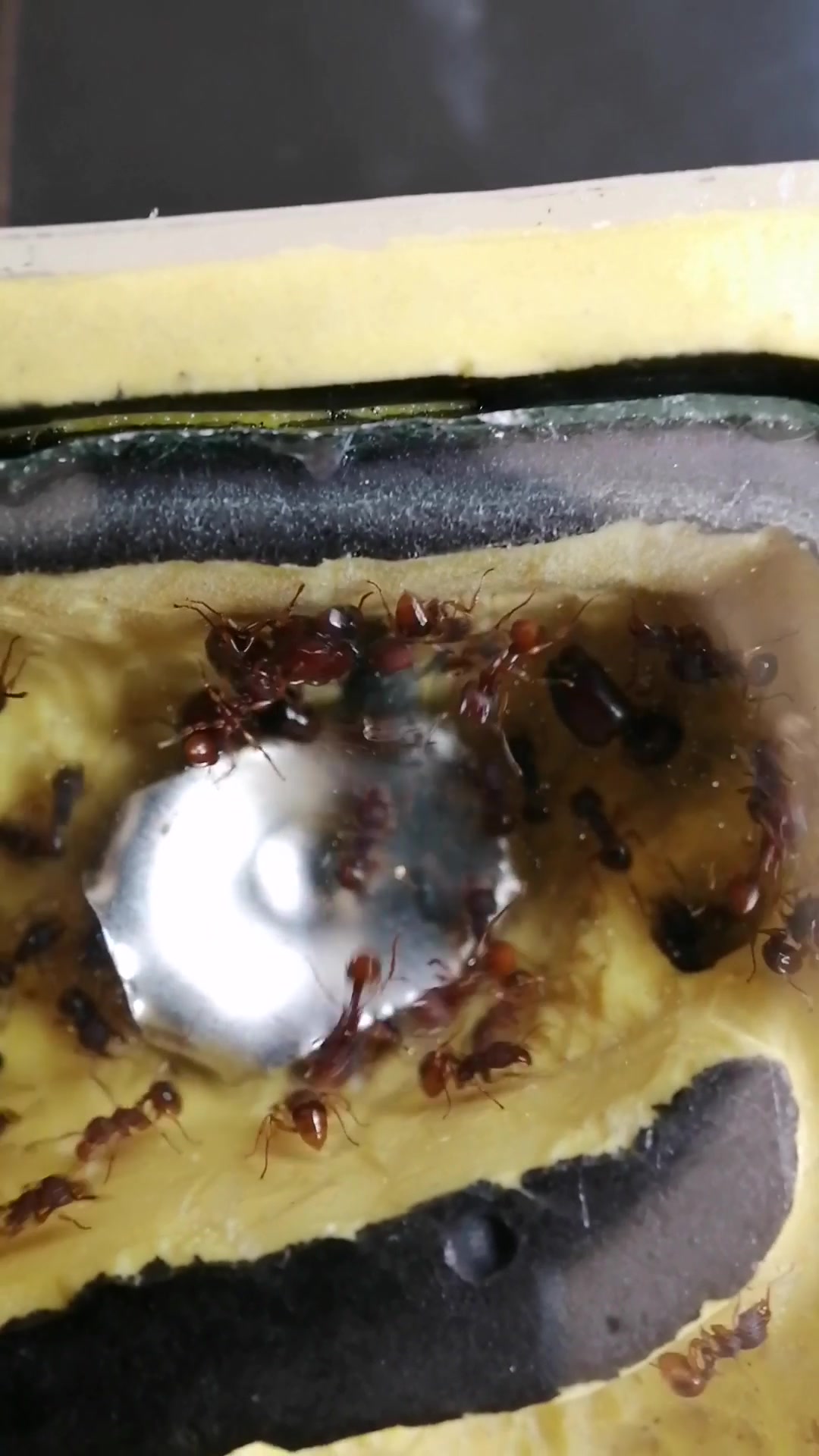 光腿刺切叶蚁被动捕食