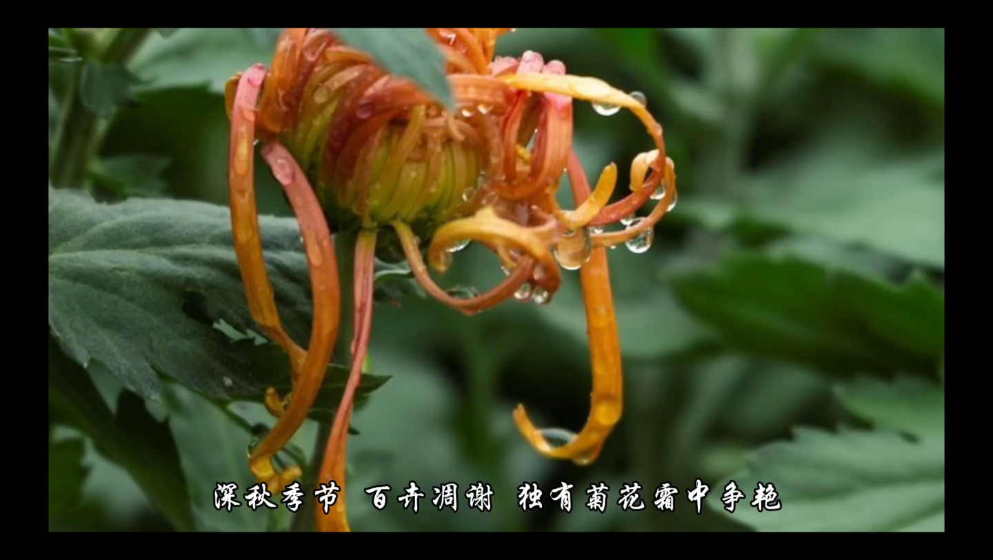 菊花是怎么来的