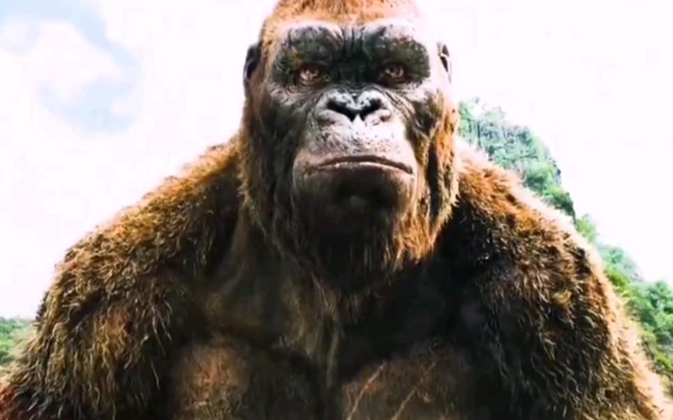 金刚:骷髅靓仔养生之道,吃喝玩乐不需要解释