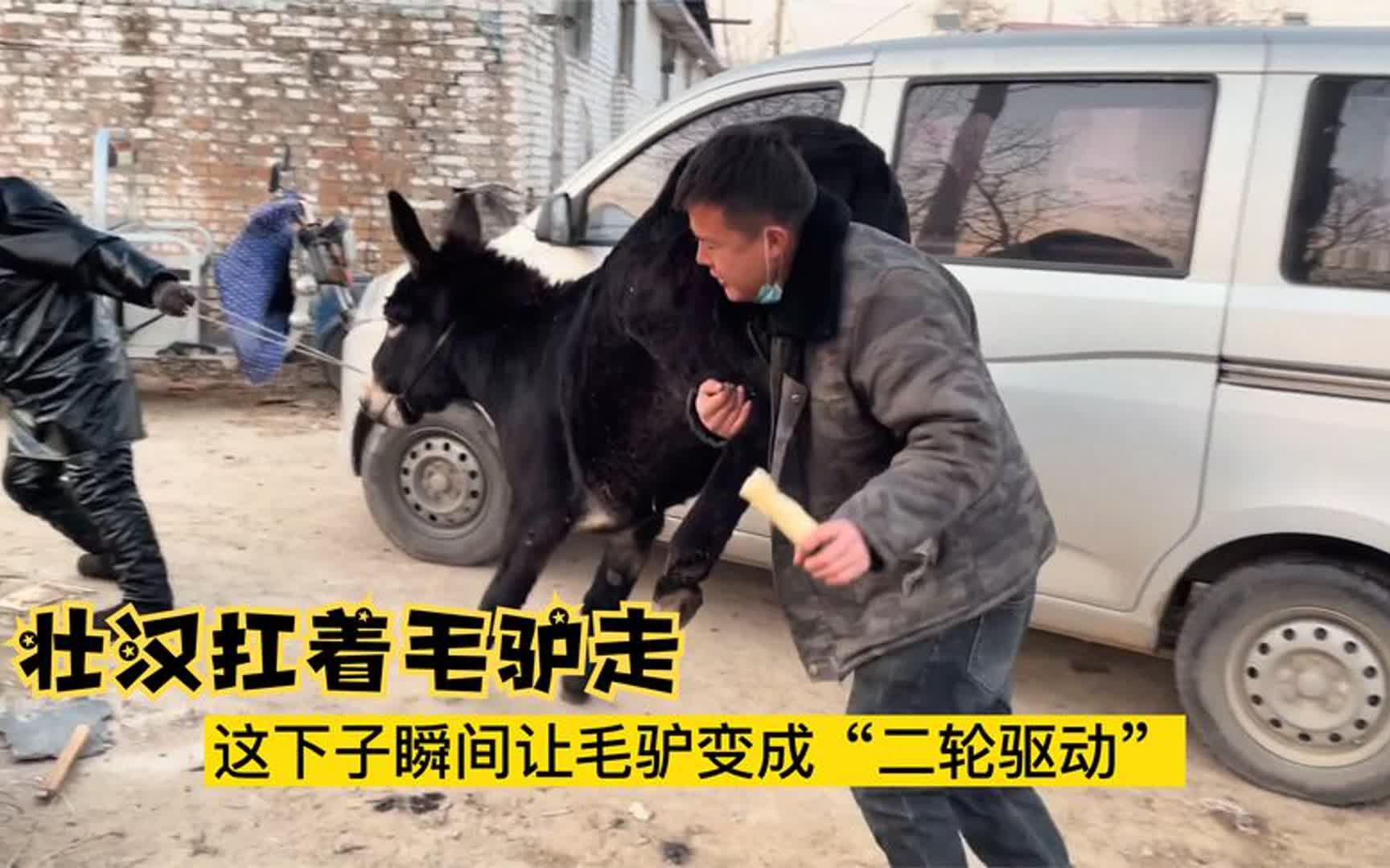 上百斤的毛驴被壮汉扛着走,另一位大哥仅用一招就放倒两头毛驴