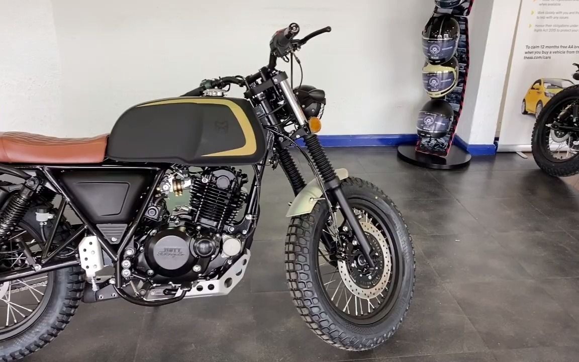 阿基塔黑秋狗静态展示250 akita black 马特mutt轻骑大脚