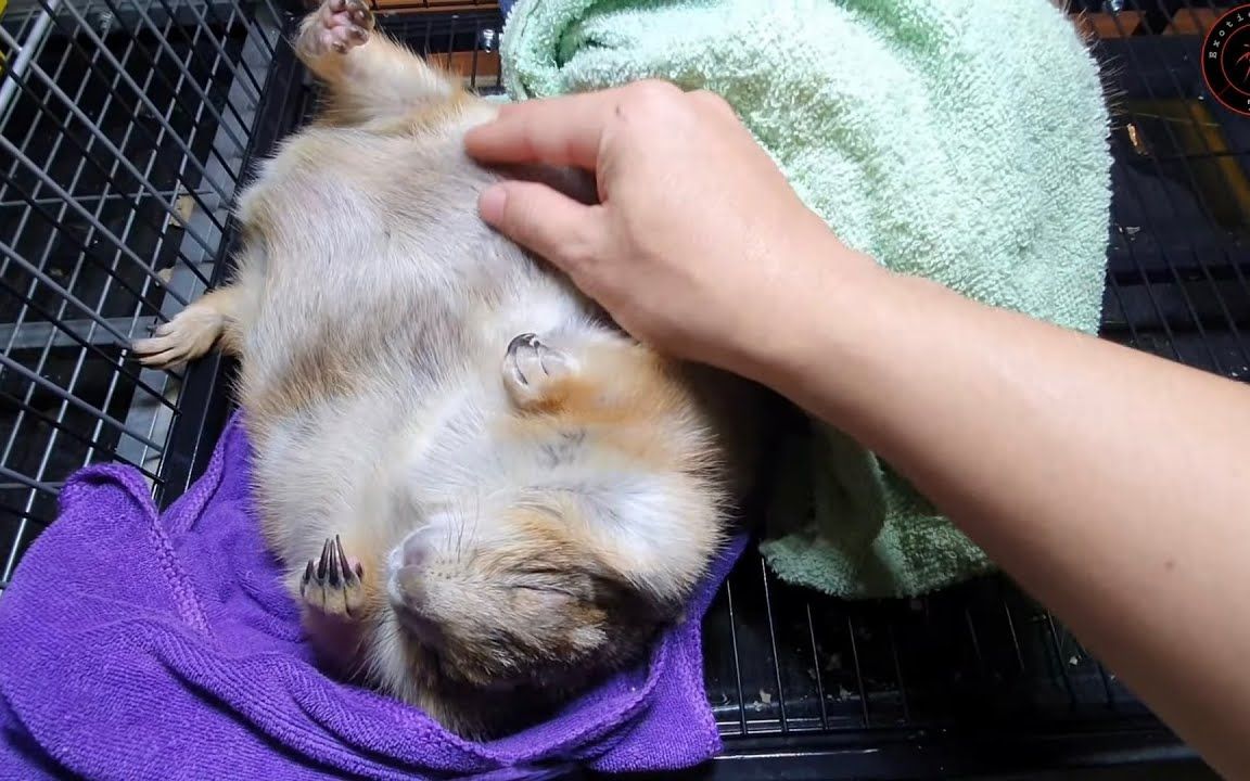 土拨鼠睡觉的时候