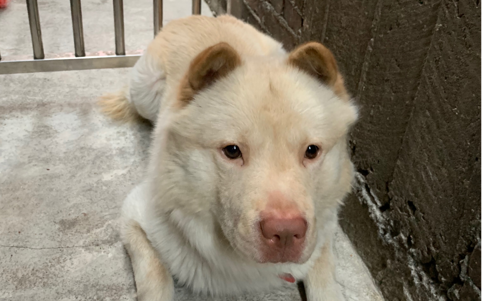 红鼻子傻狗子_哔哩哔哩 (゜-゜)つロ 干杯~-bilibili