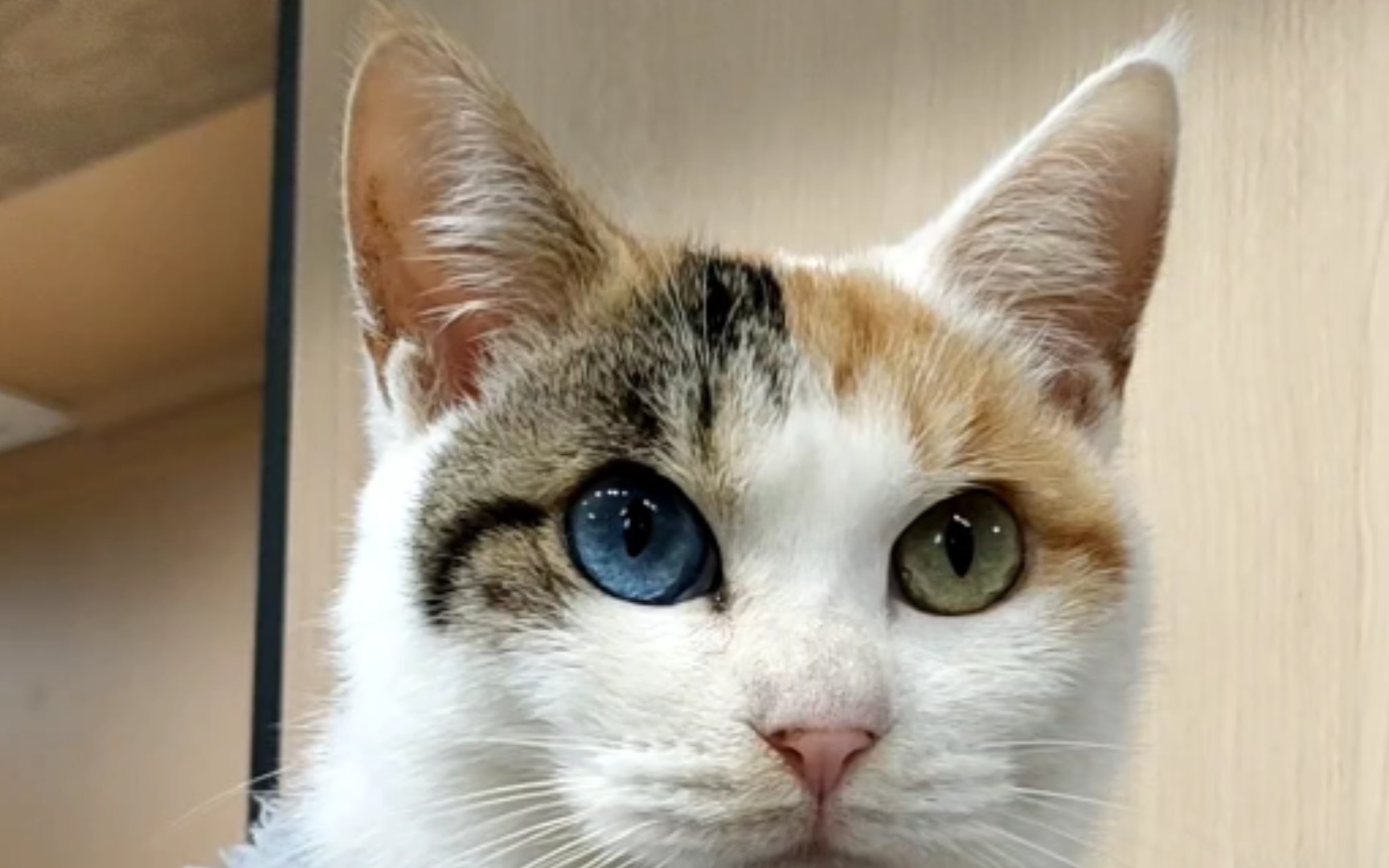 异瞳三花猫,名叫小仙女(封面怎么有点帅啊)_哔哩哔哩_bilibili