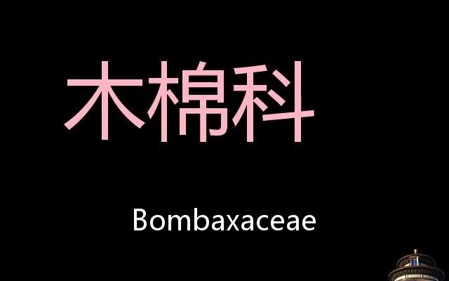 木棉科 Chinese Pronunciation Bombaxaceae哔哩哔哩bilibili