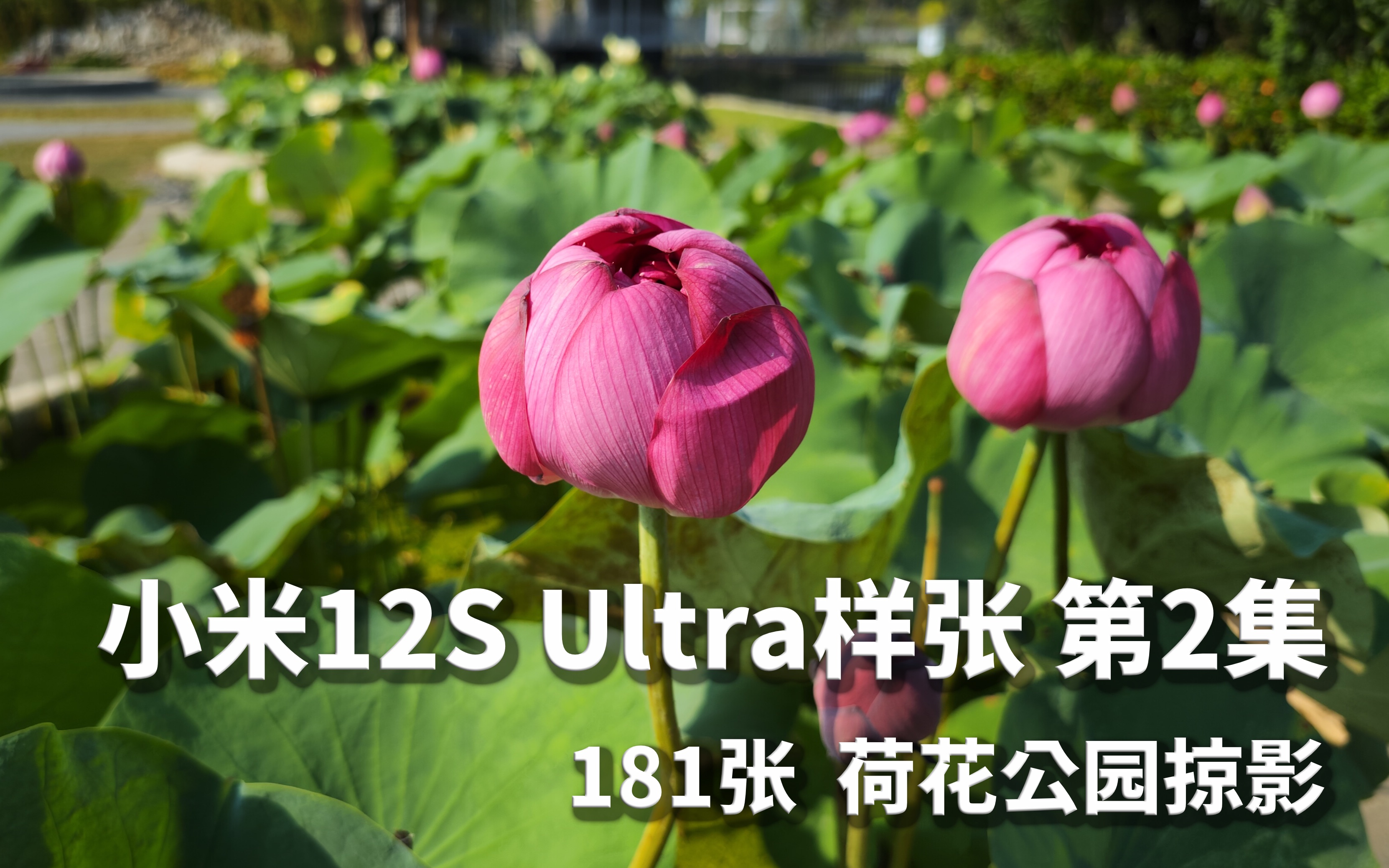 第2集 小米12S Ultra实拍样张181张附下载:公园随影 (主摄拍摄+徕卡经典+关闭HDR+无滤镜)附样照源文件哔哩哔哩bilibili