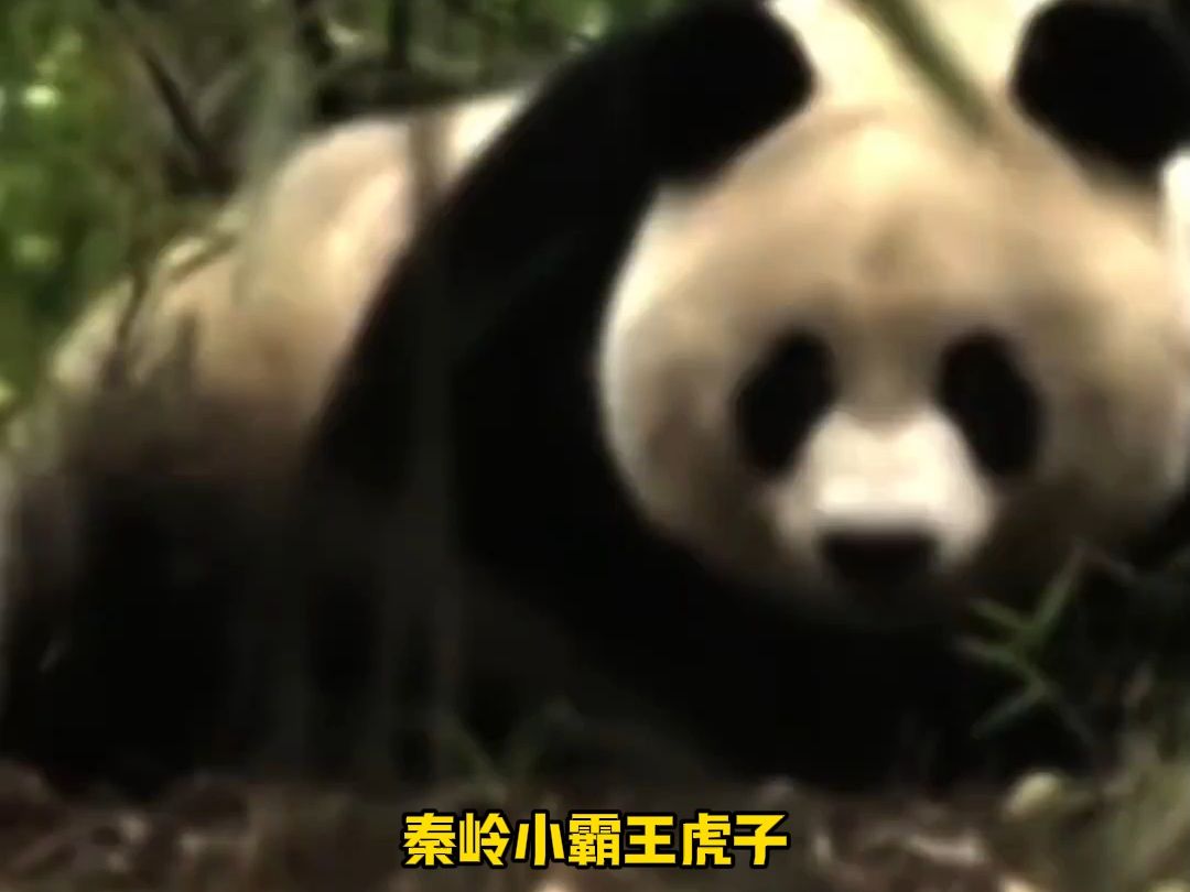 秦岭小霸王虎子