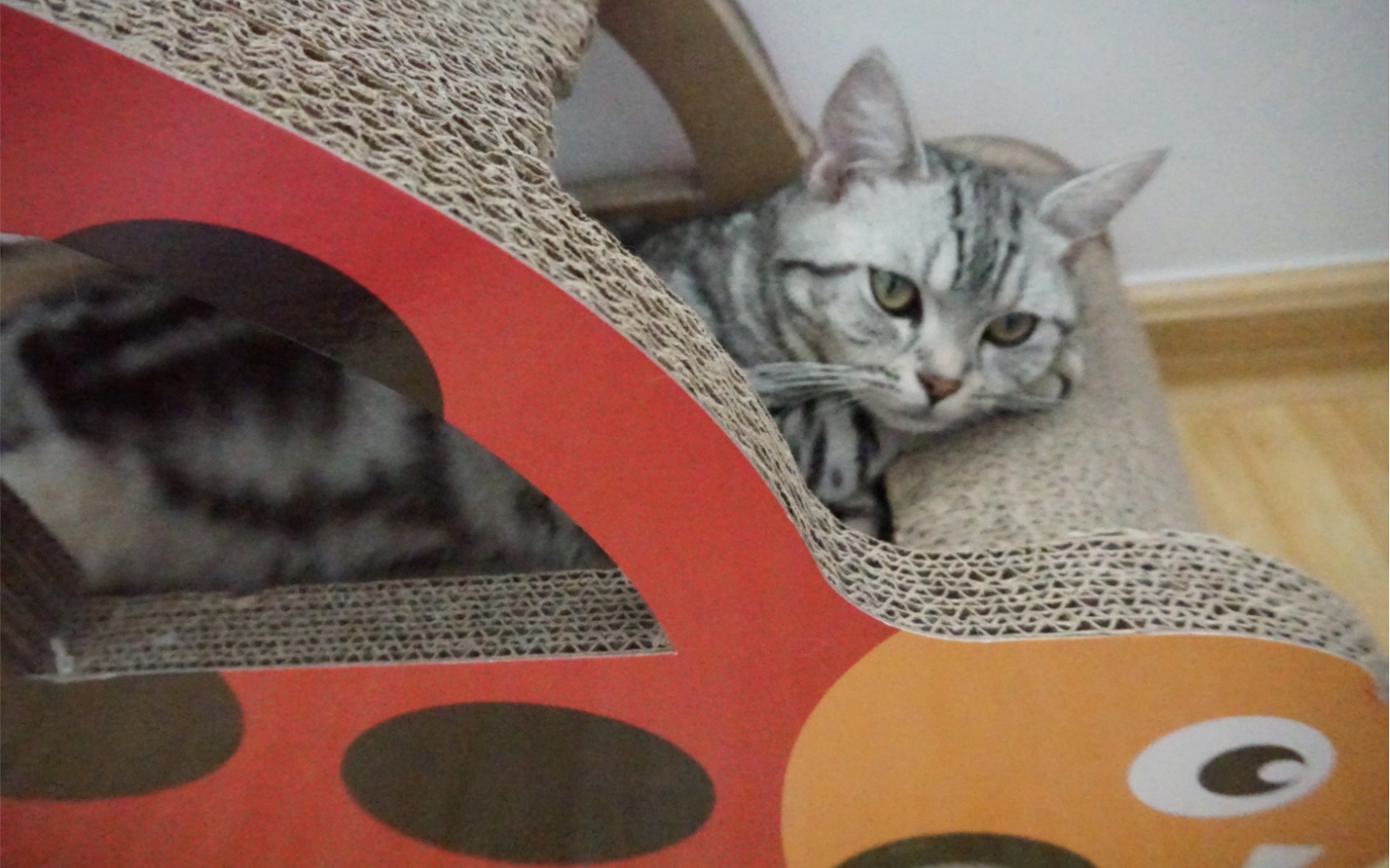沙雕猫咪的日常