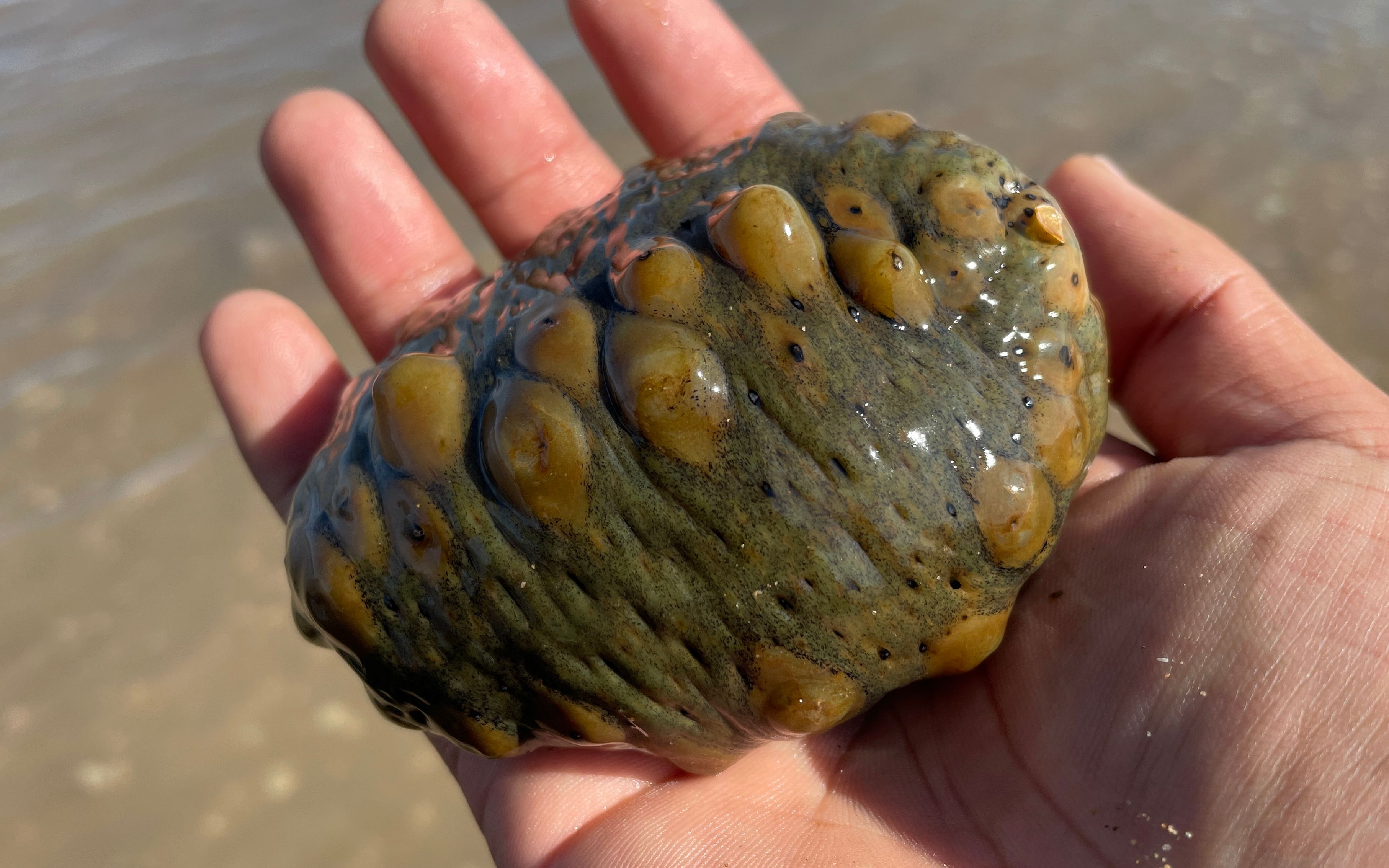 退潮后的沙滩,大齐发现一条球形大海参,还有卧沙的大绿贝