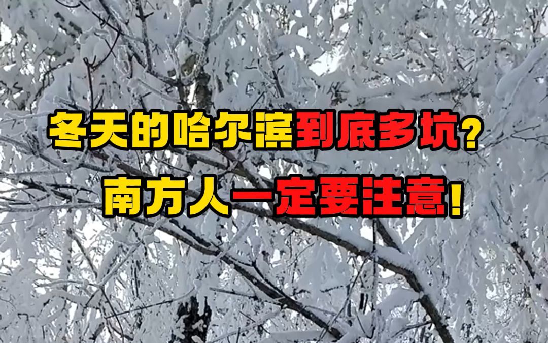 【哈尔滨旅游攻略】被本地人还要懂的避坑建议!哔哩哔哩bilibili