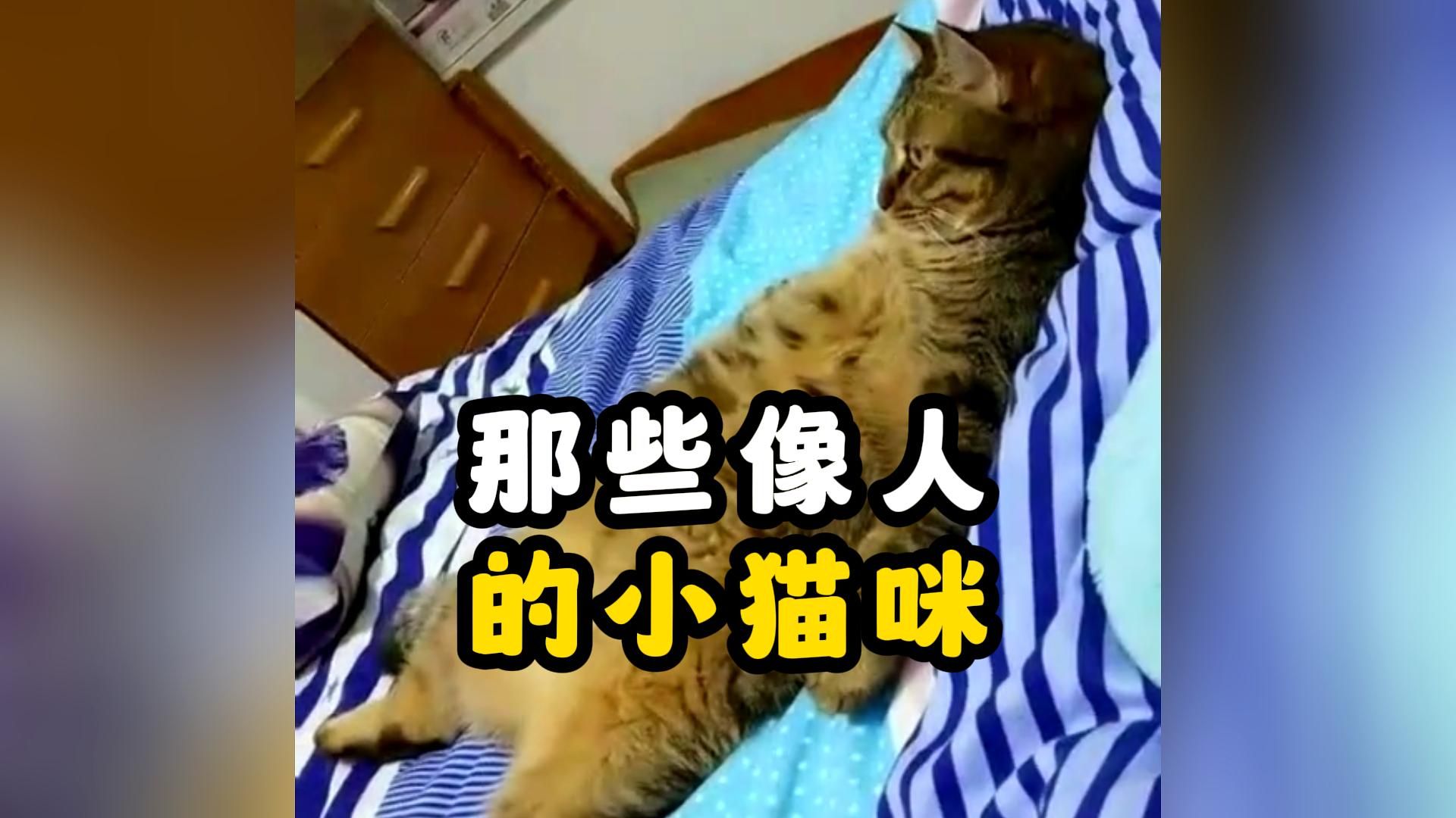 [图]像人的小猫咪