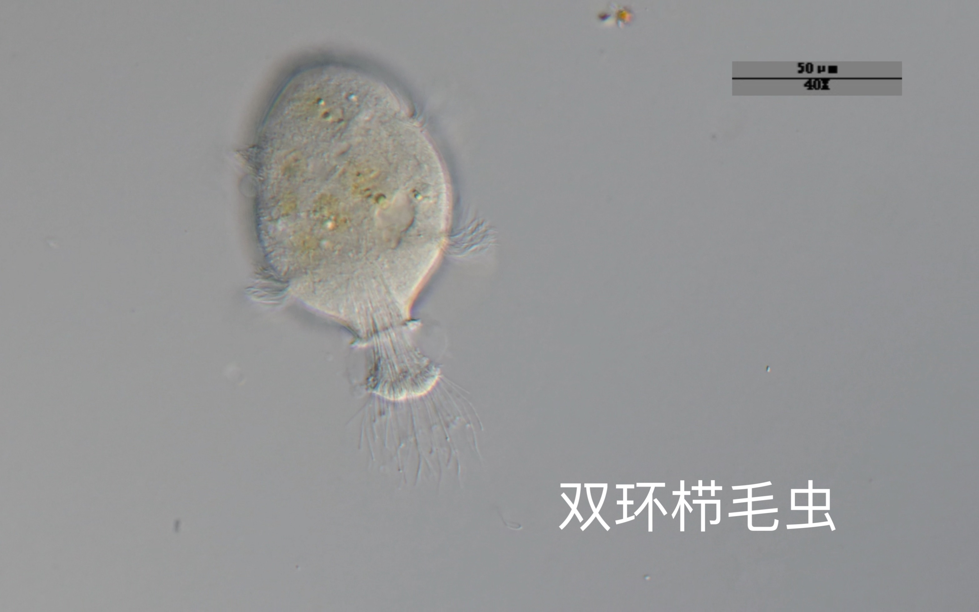 这只双环栉毛虫还没开捕自己先挂了