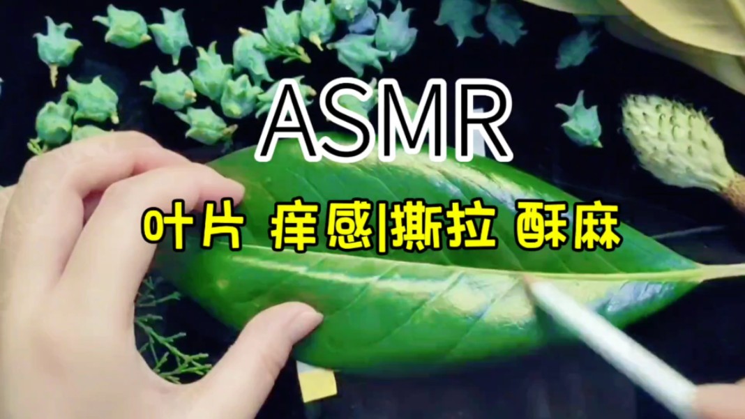 叶片硬核挠痒感,感觉脚趾都酥麻了