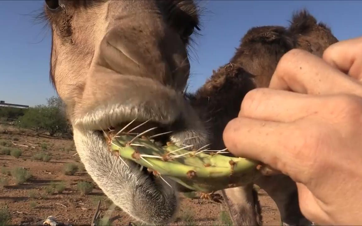 [知路baba]铁嘴钢牙的骆驼秒吃仙人掌(油转)