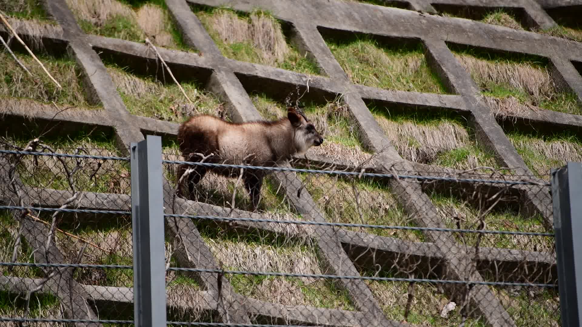 超清日本第一视角长野县美麻村遇到的日本羚羊20203