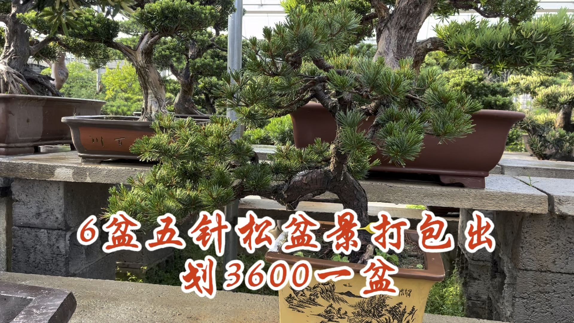 6盆五针松盆景打包出,主杆弯曲带飘枝,最喜欢第五盆,3600值吗