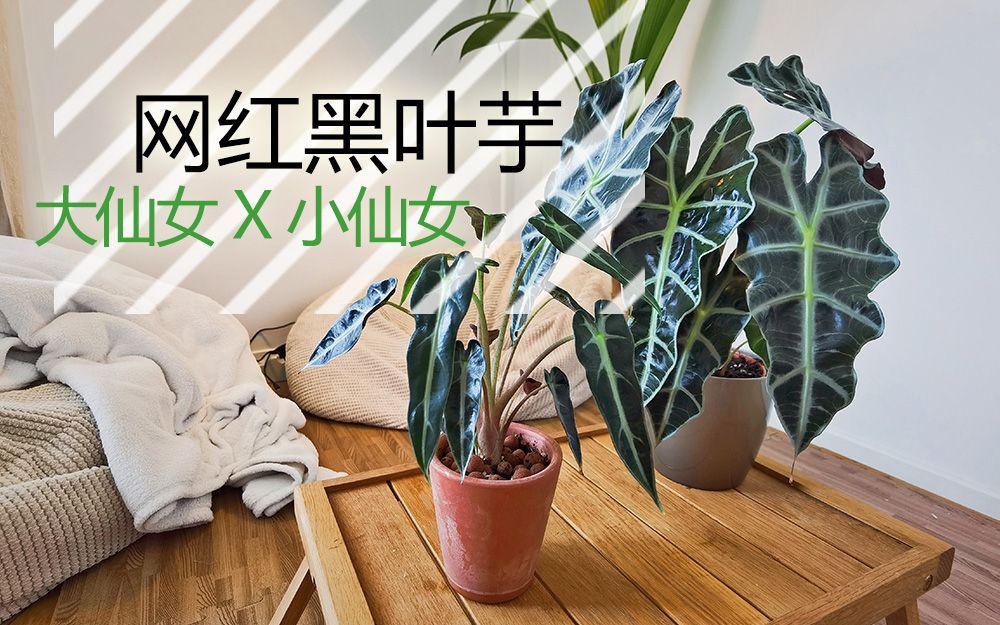 仙女下凡来解答:INS风网红植物黑叶芋ALOCASIA AMAZONICA哔哩哔哩bilibili