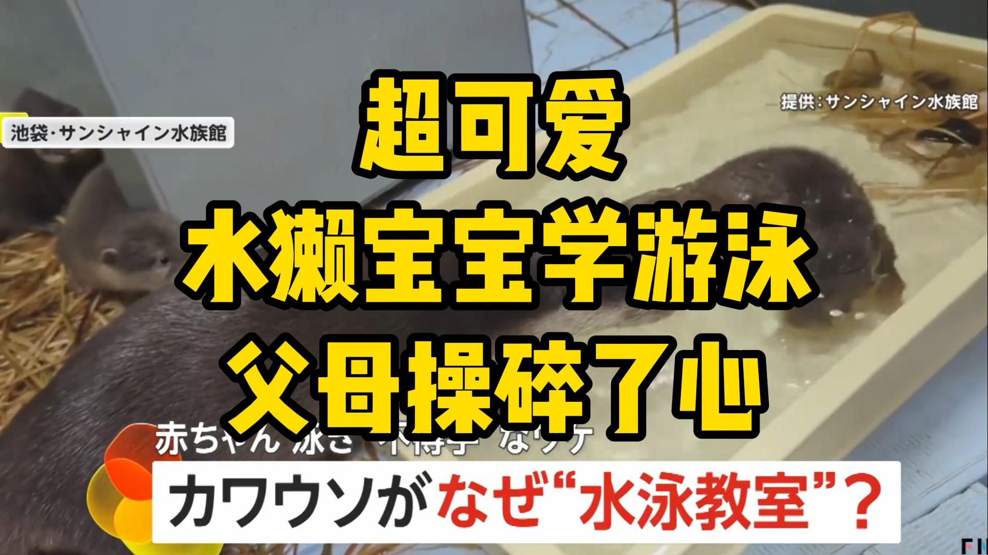 一个半月的水獭宝宝学游泳!被这个水灵灵的视频硬控了2分钟……哔哩哔哩bilibili