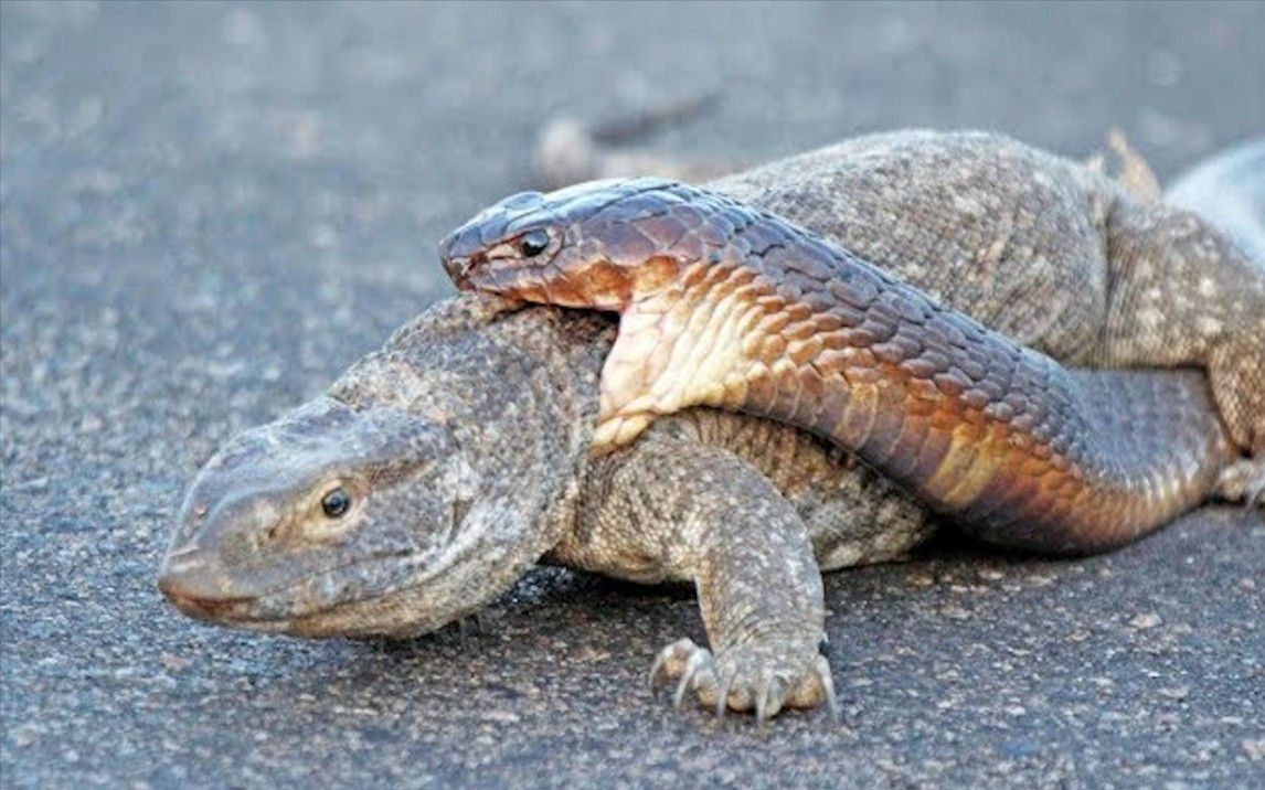 当毒蛇遇到巨蜥蜴,大战一触即发,镜头记录惊险全过程