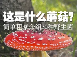 Download Video: 简单粗暴介绍30种野生菌