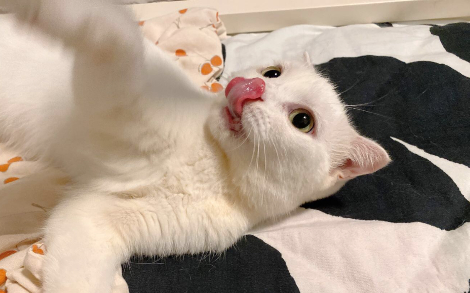 猫咪阿伟的头七