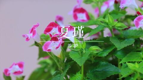 夏季阳台必备草花 夏瑾 晒得越多开得越猛 哔哩哔哩 Bilibili