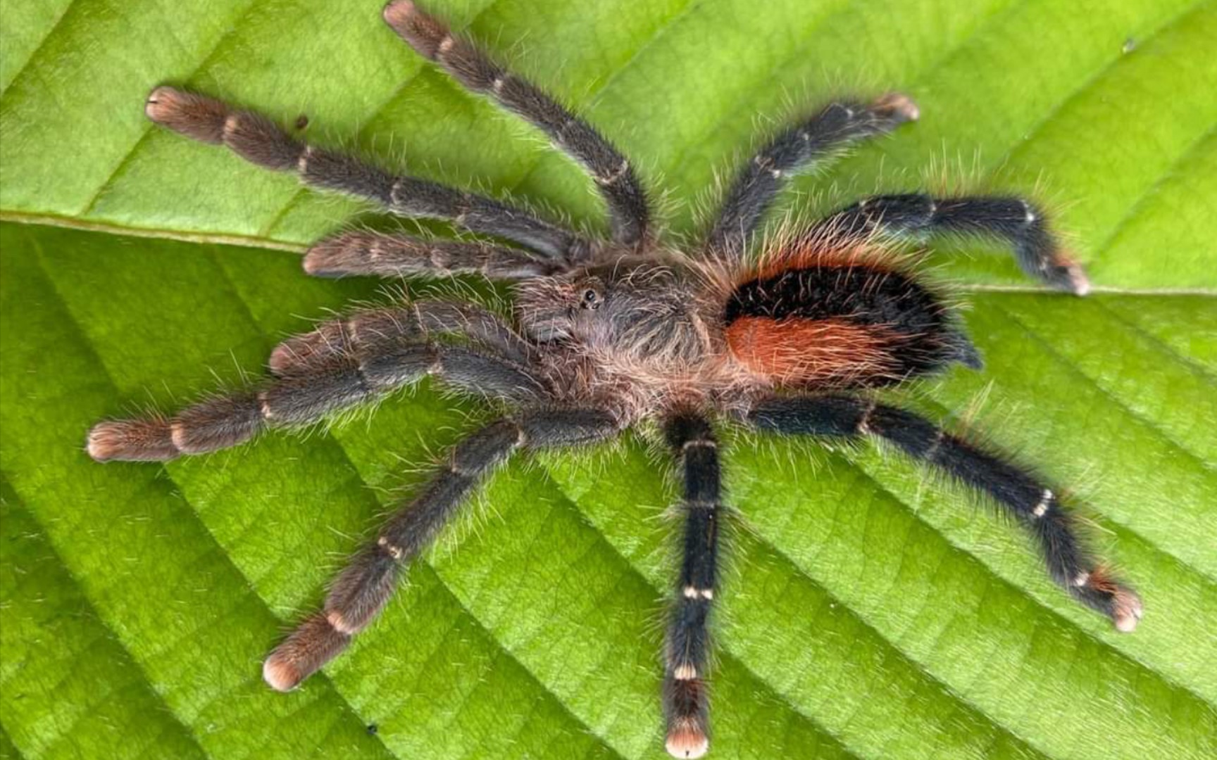 难道地栖捕鸟蛛就不会挖洞吗?