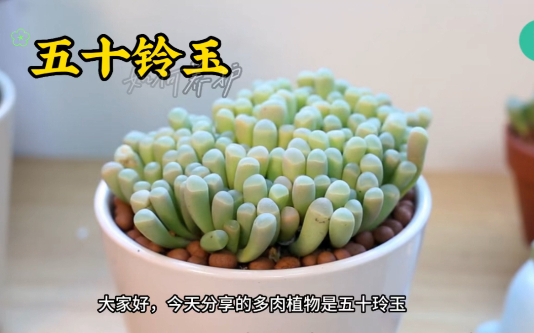 多肉植物,五十铃玉,如何养护哔哩哔哩bilibili