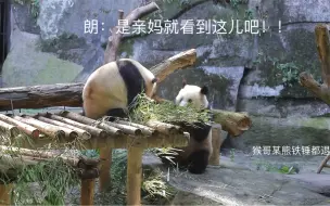 Download Video: 【大熊猫良月】210604重动，当朗脑阔被拍出灰的那一刻起，这场架她就已经输了囧