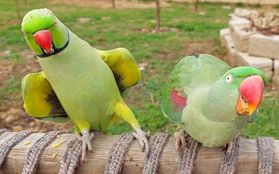 【小鸟】会跳舞和说话的环颈鹦鹉-沙芬和亚历克斯的爱情