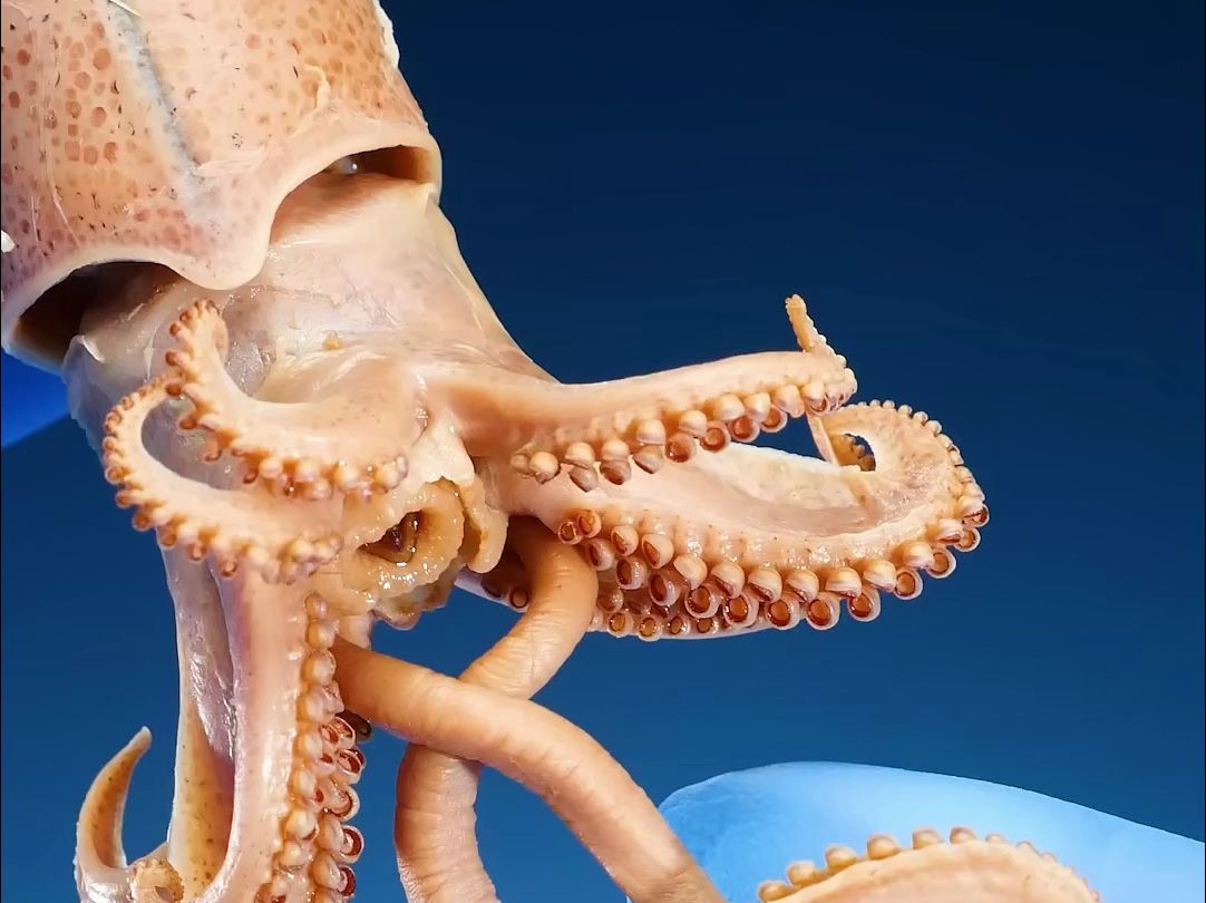 章鱼的吸盘和鱿鱼的吸盘有什么不同之处?