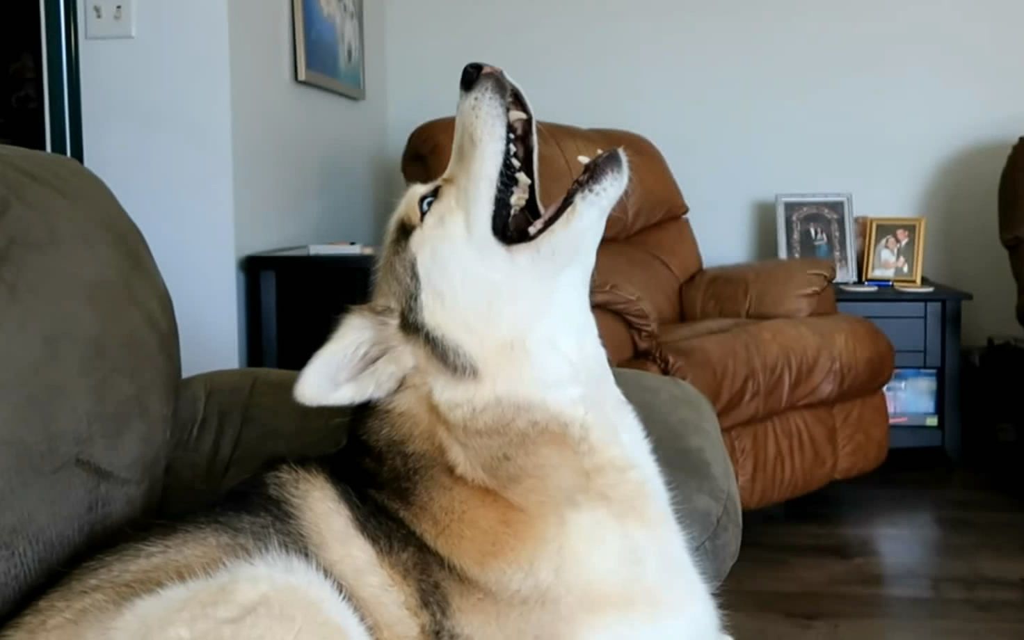 【哈士奇】尽量不要嚎叫(油管搬运)_哔哩哔哩 (゜-゜)つロ 干杯~-bili