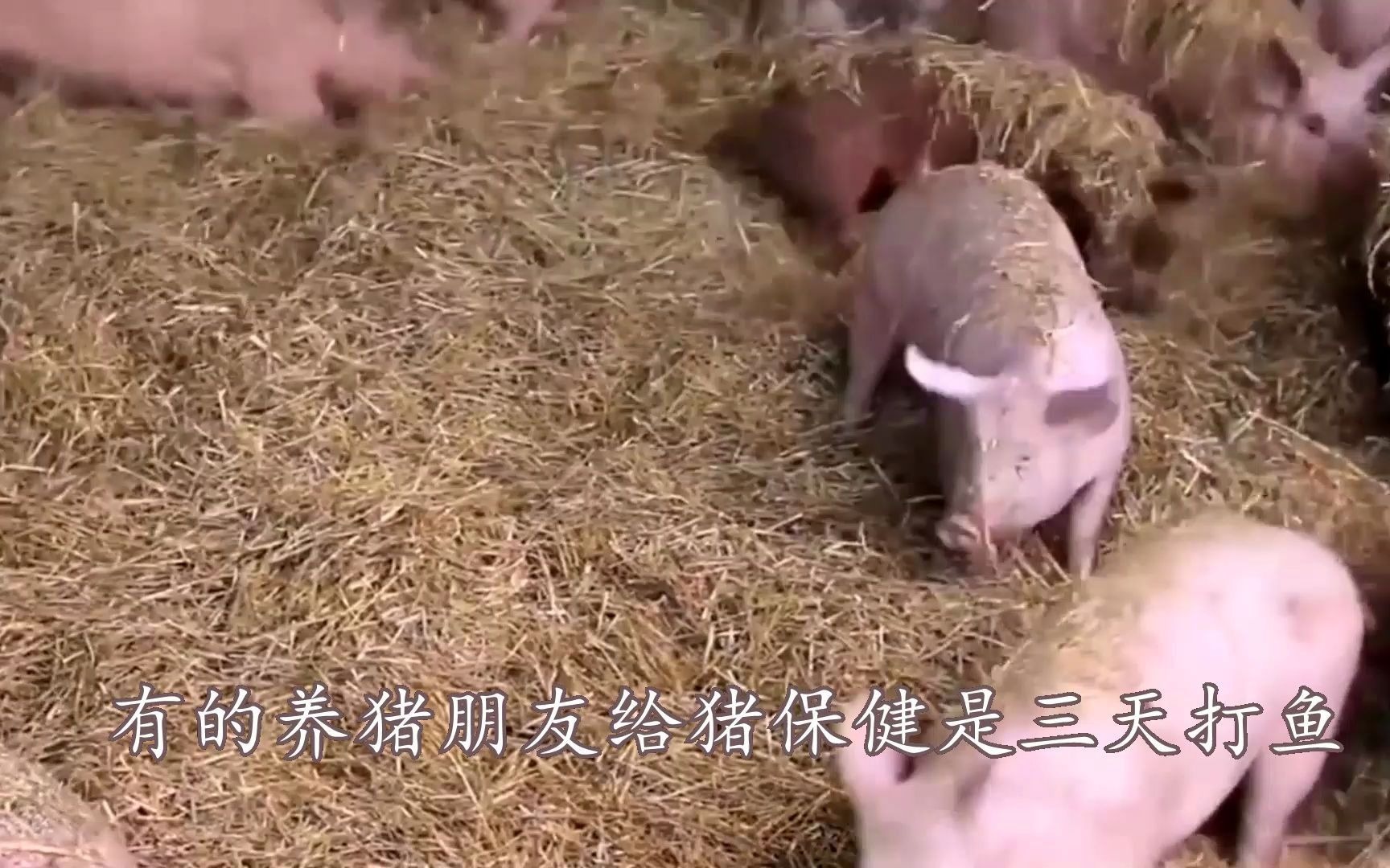 母猪生完小猪奶水少怎么办,哺乳母猪爱吃什么奶水多,奶嘟嘟兽用哔哩哔哩bilibili