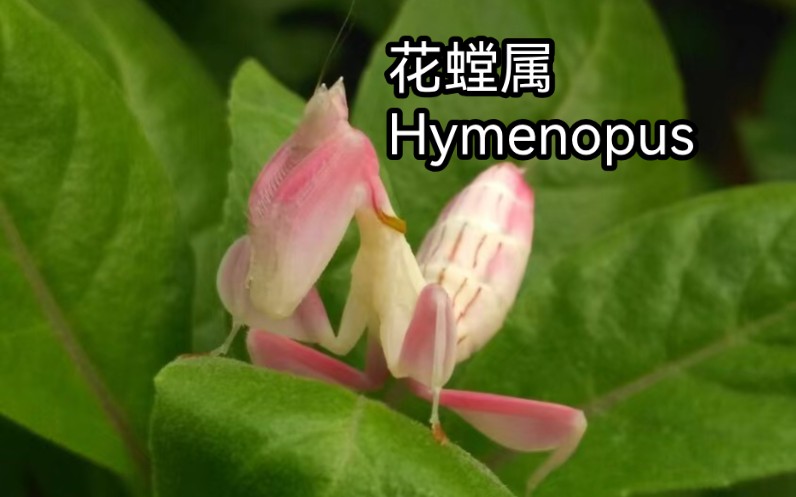 【中国螳螂目2】花螳属Hymenopus哔哩哔哩bilibili