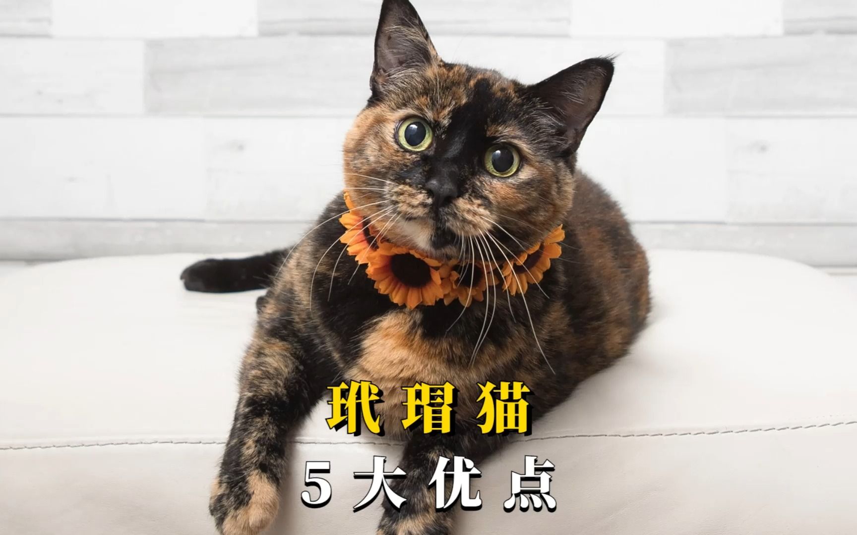 看完玳瑁猫的这5大优点,真的被惊艳到了!哔哩哔哩bilibili