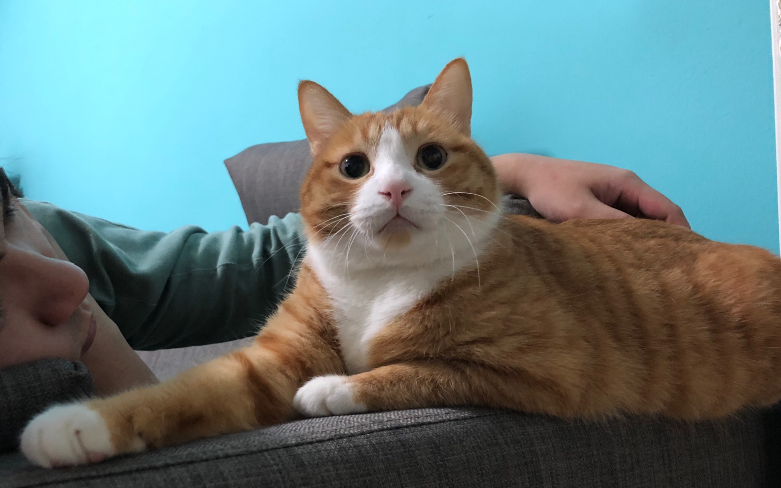 阿咪和爸爸你侬我侬,包拯表示他要去车底呆着了( ˙-˙=010100