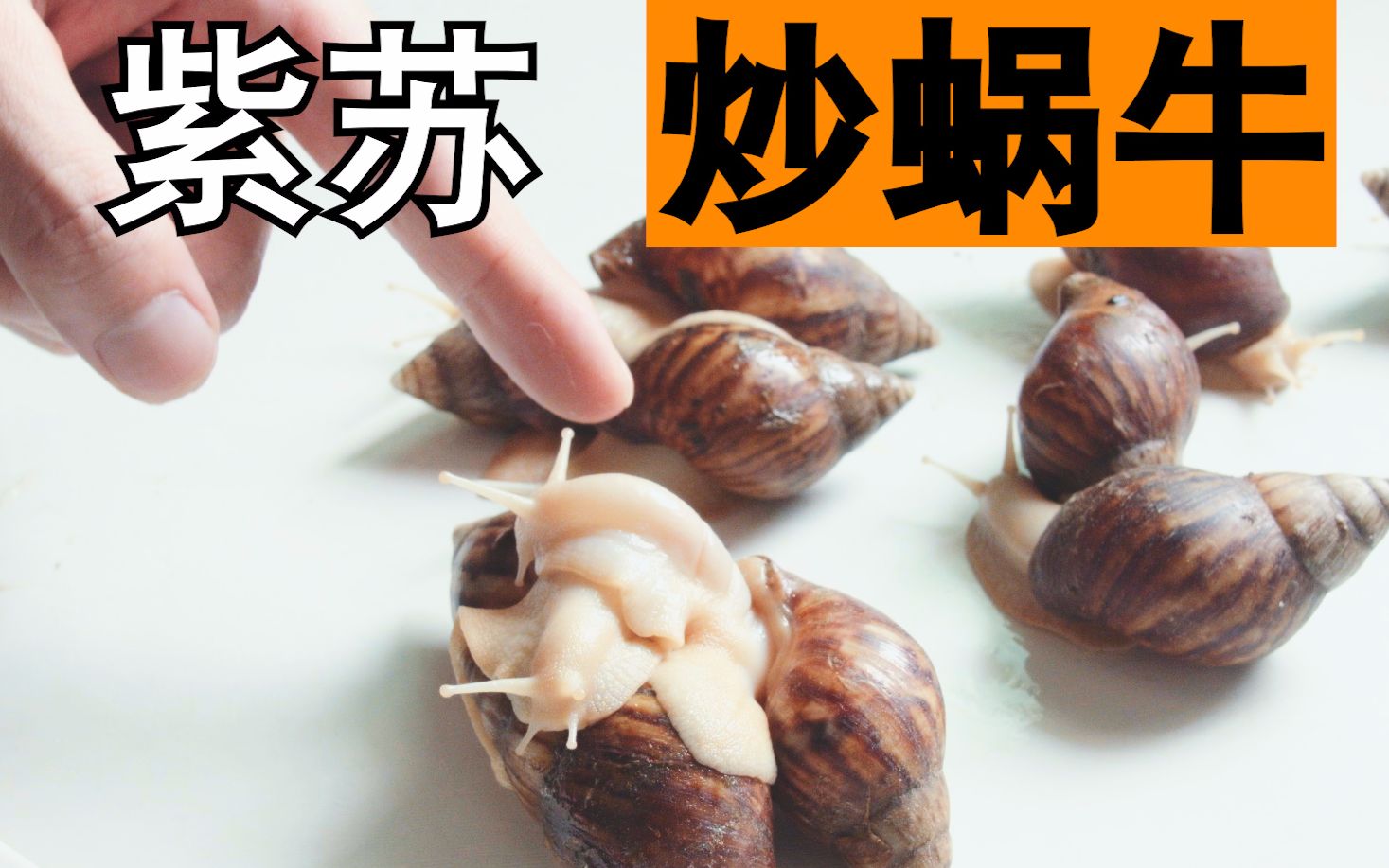 突发奇想,蜗牛能按炒田螺的方法做菜吗?