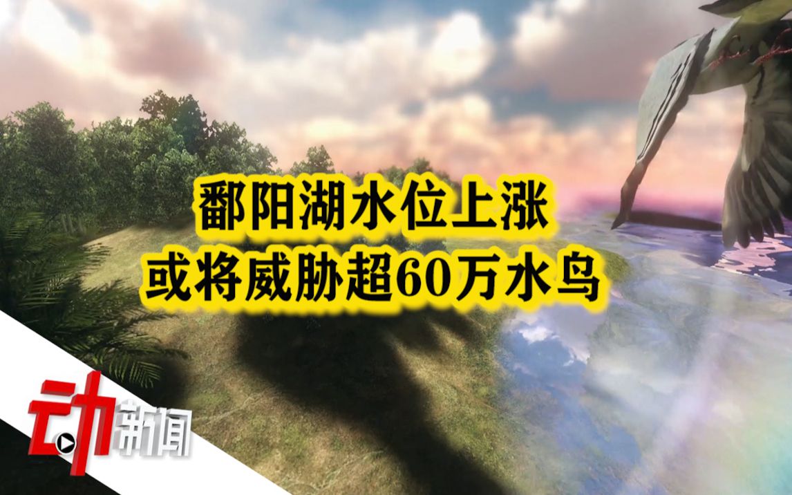 鄱阳湖水位上涨或将威胁超60万水鸟:越冬期环境和食物难保证哔哩哔哩bilibili