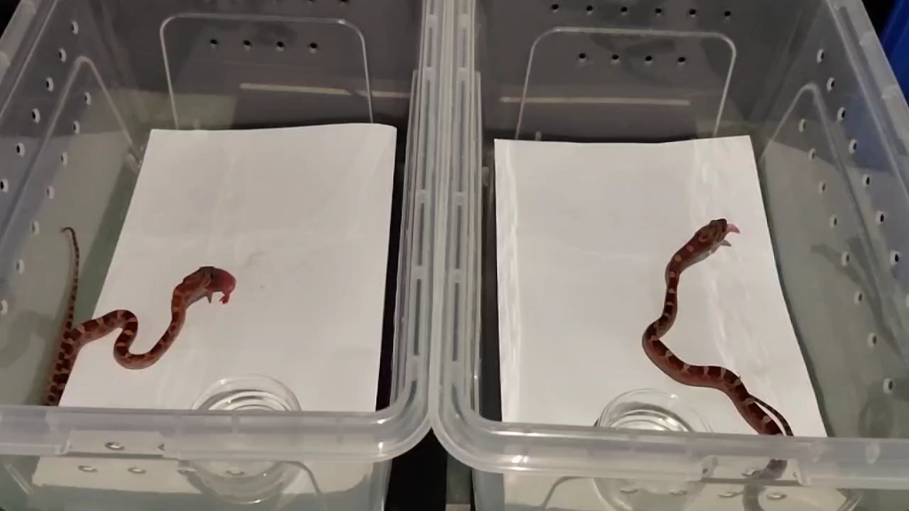 两条血红玉米蛇