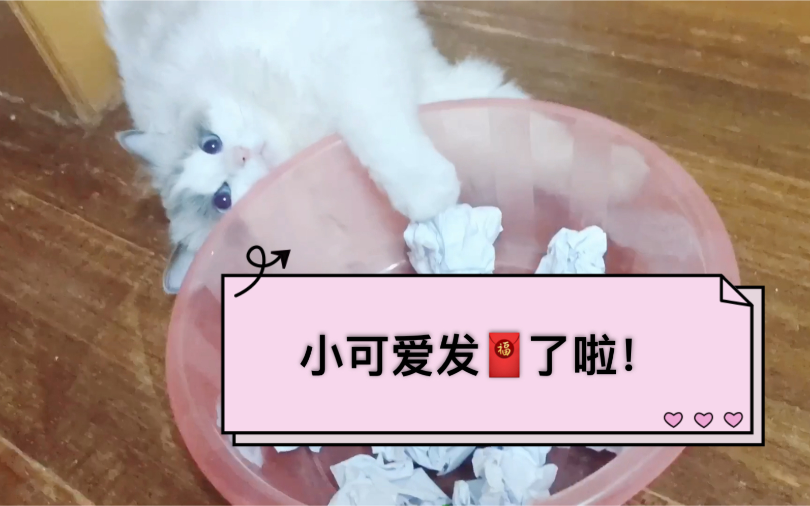 [图]猫咪宅家日常：小可爱抽奖师兢兢业业为云爹妈开奖啦！！