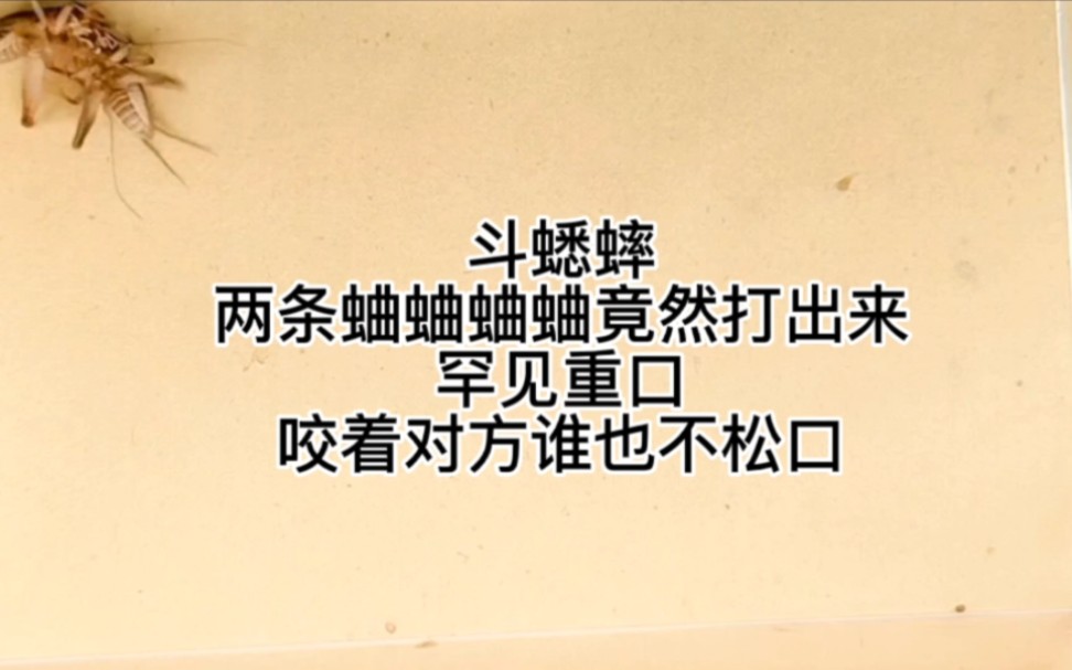 斗蟋蟀,两条蛐蛐竟然打出罕见重口,咬着对方谁也不松口!哔哩哔哩bilibili