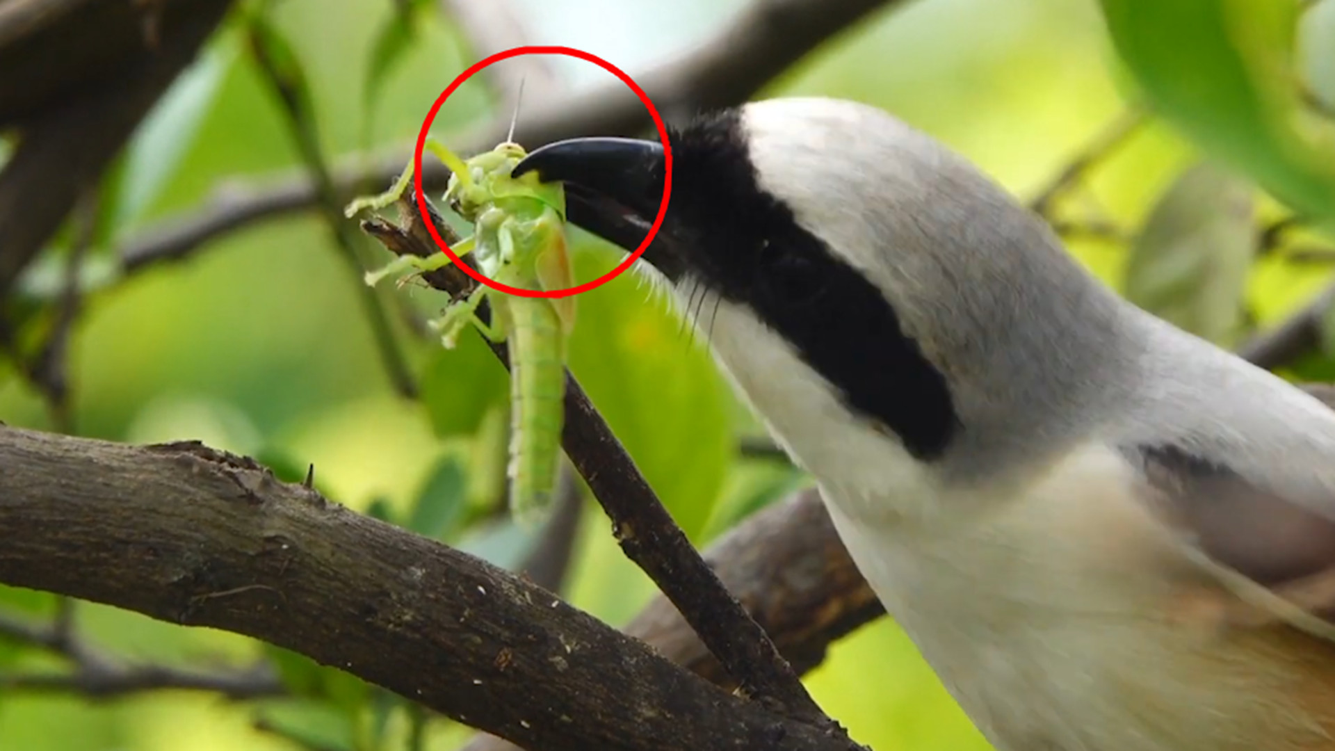 这种鸟十分喜欢穿"肉串",人送外号"屠夫鸟",小巧又凶残!