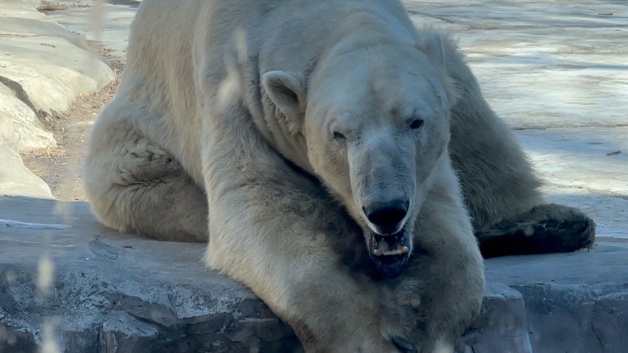 北京动物园北极熊