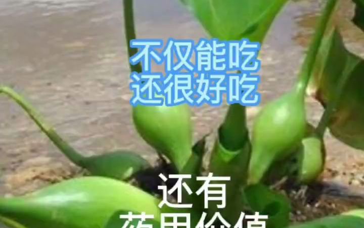 你们知道水葫芦也是可以吃的吗哔哩哔哩bilibili